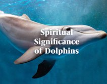 What is the Spiritual Significance of Dolphins?