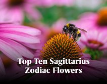 The Top Ten Sagittarius Zodiac Flowers