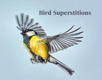 Bird Spiritual Meanings and Superstitions