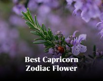 Best Capricorn Zodiac Flowers
